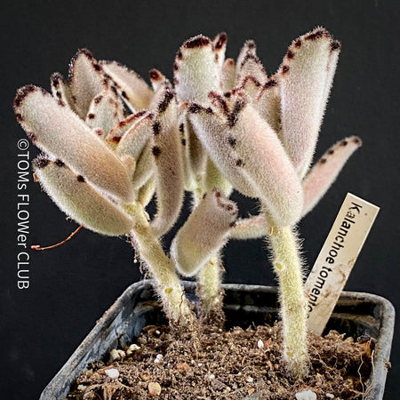 Kalanchoe Tomentosa, organically grown succulent plants for sale at TOMs FLOWer CLUB.