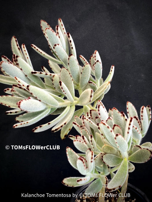 Kalanchoe Tomentosa, panda plant, hairy plants, organically grown succulent plants for sale at TOMsFLOWer CLUB, low maintenance plant for everyone