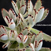 Kalanchoe Tomentosa, panda plant, hairy plants, organically grown succulent plants for sale at TOMsFLOWer CLUB, low maintenance plant for everyone