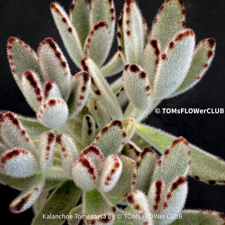 Kalanchoe Tomentosa, panda plant, hairy plants, organically grown succulent plants for sale at TOMsFLOWer CLUB, low maintenance plant for everyone