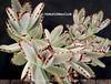 Kalanchoe Tomentosa, panda plant, hairy plants, organically grown succulent plants for sale at TOMsFLOWer CLUB, low maintenance plant for everyone
