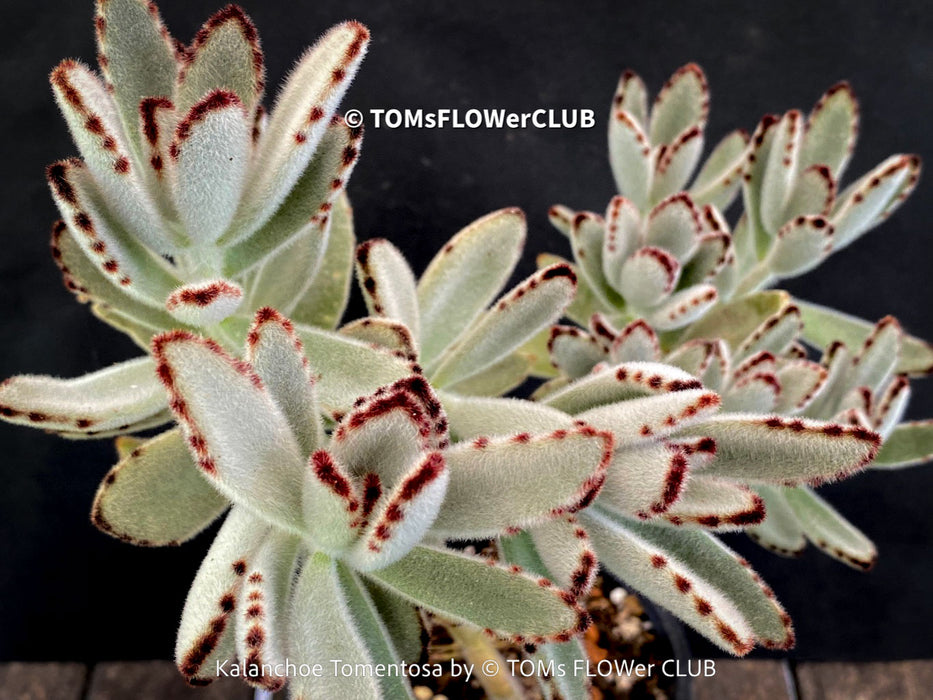 Kalanchoe Tomentosa, panda plant, hairy plants, organically grown succulent plants for sale at TOMsFLOWer CLUB, low maintenance plant for everyone