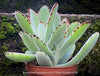 Kalanchoe Tomentosa, panda plant, hairy plants, organically grown succulent plants for sale at TOMsFLOWer CLUB, low maintenance plant for everyone