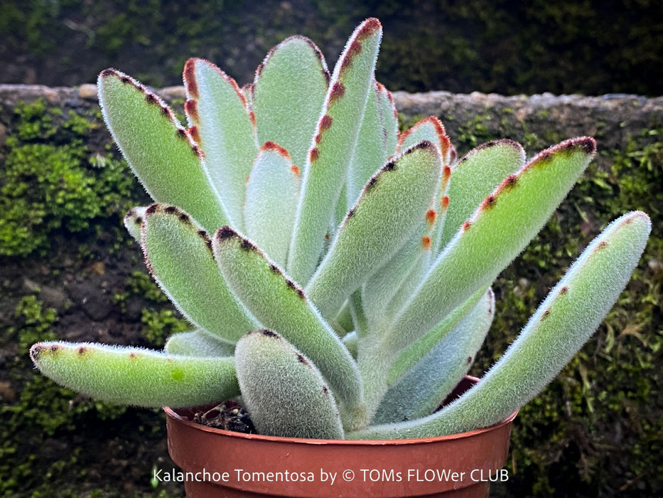 Kalanchoe Tomentosa, panda plant, hairy plants, organically grown succulent plants for sale at TOMsFLOWer CLUB, low maintenance plant for everyone