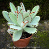 Kalanchoe Tomentosa, panda plant, hairy plants, organically grown succulent plants for sale at TOMsFLOWer CLUB, low maintenance plant for everyone