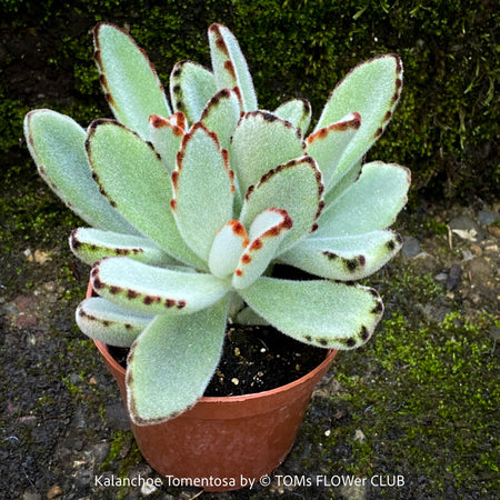 Kalanchoe Tomentosa, panda plant, hairy plants, organically grown succulent plants for sale at TOMsFLOWer CLUB, low maintenance plant for everyone