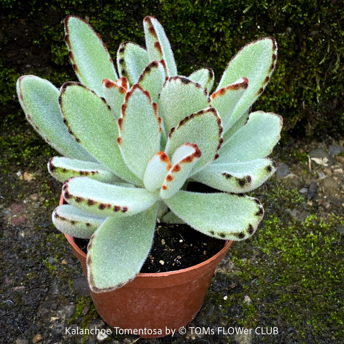 Kalanchoe Tomentosa, panda plant, hairy plants, organically grown succulent plants for sale at TOMsFLOWer CLUB, low maintenance plant for everyone