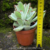 Kalanchoe Tomentosa, panda plant, hairy plants, organically grown succulent plants for sale at TOMsFLOWer CLUB, low maintenance plant for everyone