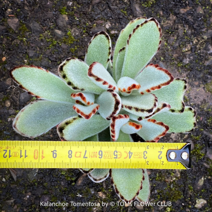 Kalanchoe Tomentosa, panda plant, hairy plants, organically grown succulent plants for sale at TOMsFLOWer CLUB, low maintenance plant for everyone