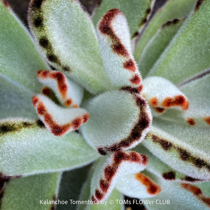 Kalanchoe Tomentosa, panda plant, hairy plants, organically grown succulent plants for sale at TOMsFLOWer CLUB, low maintenance plant for everyone