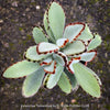 Kalanchoe Tomentosa, panda plant, hairy plants, organically grown succulent plants for sale at TOMsFLOWer CLUB, low maintenance plant for everyone