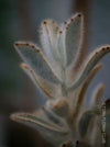 Kalanchoe Villosa, organically grown succulent plants for sale at TOMs FLOWer CLUB.