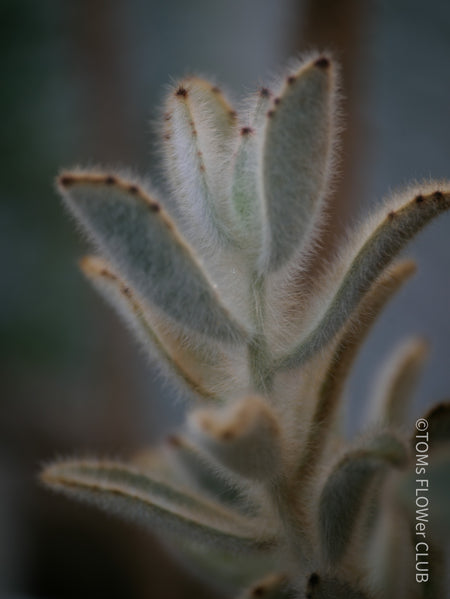 Kalanchoe Villosa, organically grown succulent plants for sale at TOMs FLOWer CLUB.