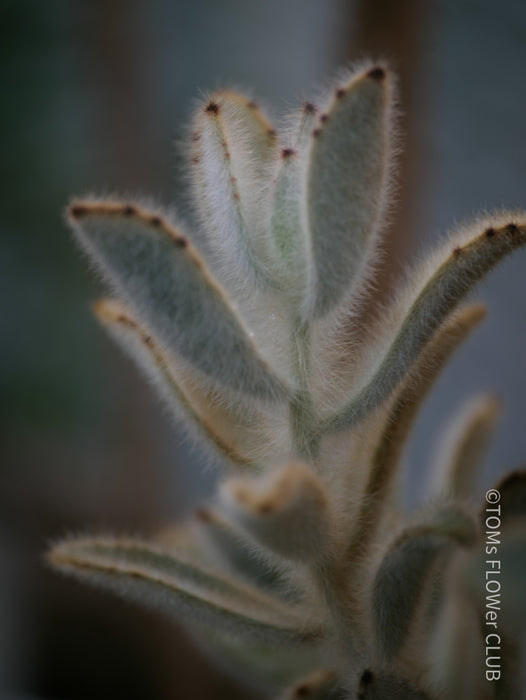 Kalanchoe Villosa, organically grown succulent plants for sale at TOMs FLOWer CLUB.