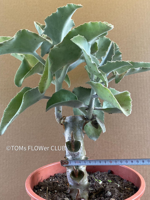 Kalanchoe beharensis, flowering Kalanchoe, organically grown succulent plants for sale at TOMsFLOWer CLUB.