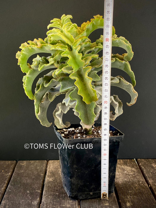 Kalanchoe beharensis Maltese cross, organically grown succulent plants for sale at TOMsFLOWer CLUB.