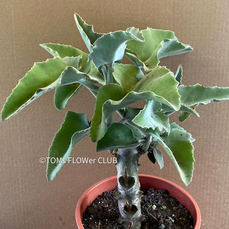 Kalanchoe beharensis, flowering Kalanchoe, organically grown succulent plants for sale at TOMsFLOWer CLUB.