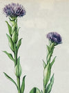 Kalk-Kugelblume, Common Ball Flower, Globularia Vulgaris, after watercolour by Elsa M. Felsko, 1954 in real wood frame, 22.5 x 21cm, behind glass, Druck, Grafika, coloured etching on paper, art for sale, TOMs FLOWer CLUB, TOMas Rodak, floral, antique, floral art