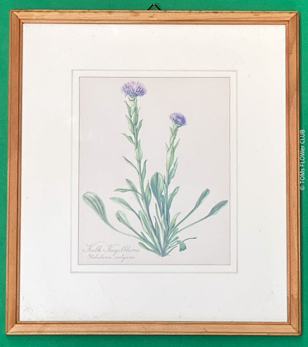 Kalk-Kugelblume, Common Ball Flower, Globularia Vulgaris, after watercolour by Elsa M. Felsko, 1954 in real wood frame, 22.5 x 21cm, behind glass, Druck, Grafika, coloured etching on paper, art for sale, TOMs FLOWer CLUB, TOMas Rodak, floral, antique, floral art