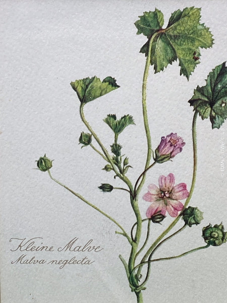 Small mallow - Malva neglecta.  Print after watercolour by Elsa M. Felsko, 1954 in real wood frame, 22.5 x 21cm, behind glass, Druck, Grafika, coloured etching on paper, art for sale, TOMs FLOWer CLUB, TOMas Rodak, floral, antique, floral art.