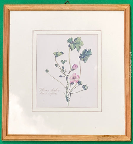 Small mallow - Malva neglecta. Print after watercolour by Elsa M. Felsko, 1954 in real wood frame, 22.5 x 21cm, behind glass, Druck, Grafika, coloured etching on paper, art for sale, TOMs FLOWer CLUB, TOMas Rodak, floral, antique, floral art.