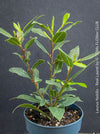 Real laurel, bay tree, Laurus nobilis, Echter Lorbeer, Lorbeerbaum, organically grown garden, medicinal plants for sale by TOMs FLOWer CLUB.
