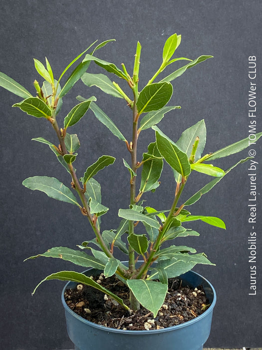 Real laurel, bay tree, Laurus nobilis, Echter Lorbeer, Lorbeerbaum, organically grown garden, medicinal plants for sale by TOMs FLOWer CLUB.