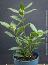 Real laurel, bay tree, Laurus nobilis, Echter Lorbeer, Lorbeerbaum, organically grown garden, medicinal plants for sale by TOMs FLOWer CLUB.