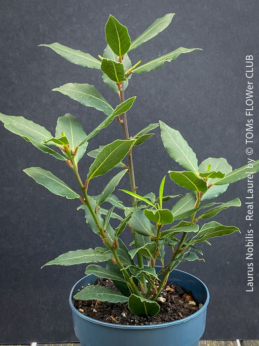 Real laurel, bay tree, Laurus nobilis, Echter Lorbeer, Lorbeerbaum, organically grown garden, medicinal plants for sale by TOMs FLOWer CLUB.