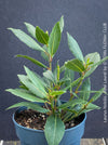 Real laurel, bay tree, Laurus nobilis, Echter Lorbeer, Lorbeerbaum, organically grown garden, medicinal plants for sale by TOMs FLOWer CLUB.