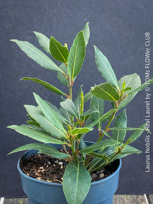Real laurel, bay tree, Laurus nobilis, Echter Lorbeer, Lorbeerbaum, organically grown garden, medicinal plants for sale by TOMs FLOWer CLUB.