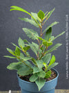 Real laurel, bay tree, Laurus nobilis, Echter Lorbeer, Lorbeerbaum, organically grown garden, medicinal plants for sale by TOMs FLOWer CLUB.