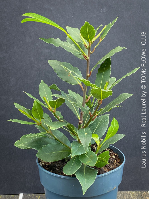 Real laurel, bay tree, Laurus nobilis, Echter Lorbeer, Lorbeerbaum, organically grown garden, medicinal plants for sale by TOMs FLOWer CLUB.