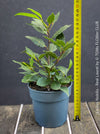 Real laurel, bay tree, Laurus nobilis, Echter Lorbeer, Lorbeerbaum, organically grown garden, medicinal plants for sale by TOMs FLOWer CLUB.