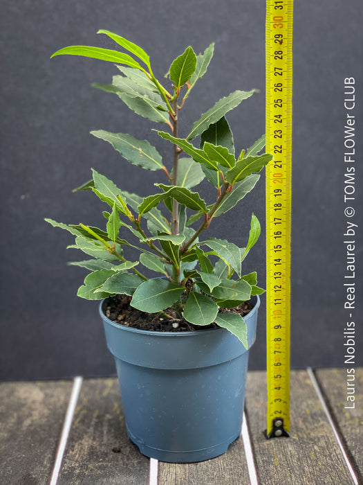 Real laurel, bay tree, Laurus nobilis, Echter Lorbeer, Lorbeerbaum, organically grown garden, medicinal plants for sale by TOMs FLOWer CLUB.