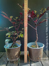 Leea Coccinea Burgundy, organically grown tropical plants for sale at TOMs FLOWer CLUB.