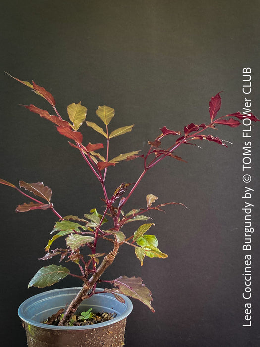 Leea Coccinea Burgundy, organically grown tropical plants for sale at TOMs FLOWer CLUB.