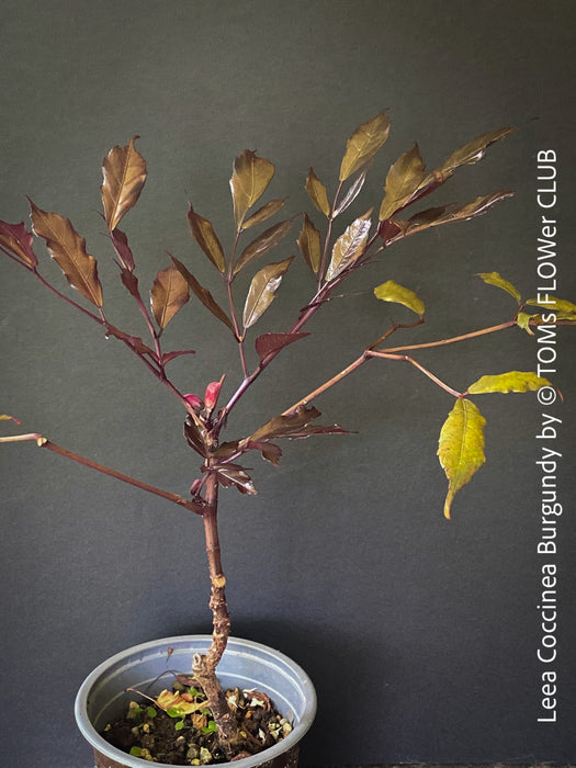 Leea Coccinea Burgundy, organically grown tropical plants for sale at TOMs FLOWer CLUB.