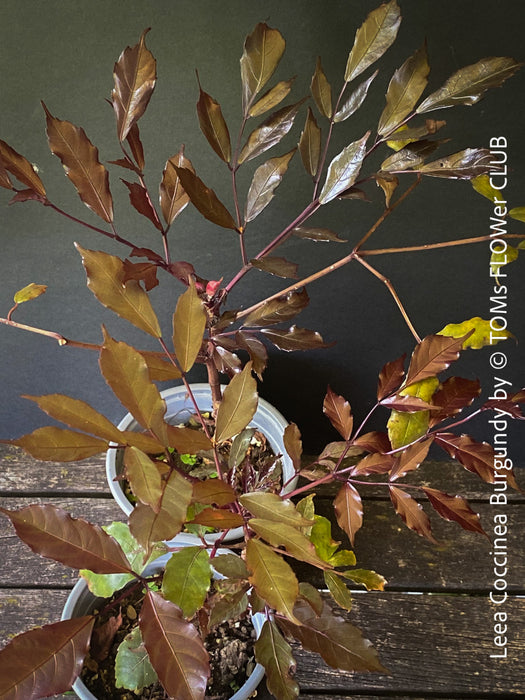 Leea Coccinea Burgundy, organically grown tropical plants for sale at TOMs FLOWer CLUB.