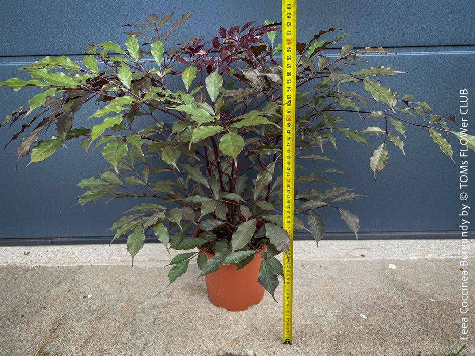 Leea Coccinea Burgundy, organically grown tropical plants for sale at TOMs FLOWer CLUB.