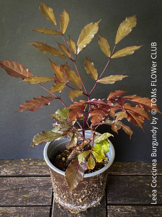 Leea Coccinea Burgundy, organically grown tropical plants for sale at TOMs FLOWer CLUB.