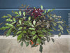 Leea Coccinea Burgundy, organically grown tropical plants for sale at TOMs FLOWer CLUB.