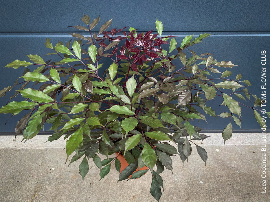 Leea Coccinea Burgundy, organically grown tropical plants for sale at TOMs FLOWer CLUB.