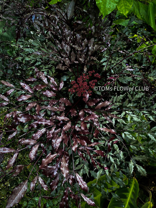 Leea Coccinea Burgundy, organically grown tropical plants for sale at TOMs FLOWer CLUB.