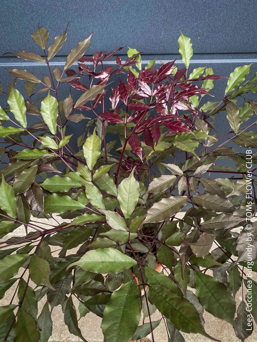 Leea Coccinea Burgundy, organically grown tropical plants for sale at TOMs FLOWer CLUB.