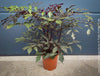 Leea Coccinea Burgundy, organically grown tropical plants for sale at TOMs FLOWer CLUB.