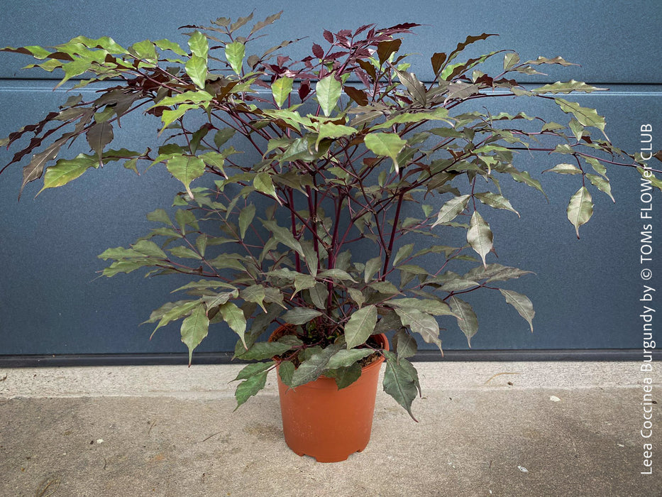 Leea Coccinea Burgundy, organically grown tropical plants for sale at TOMs FLOWer CLUB.