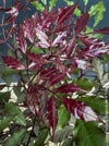 Leea Coccinea Burgundy, organically grown tropical plants for sale at TOMs FLOWer CLUB.