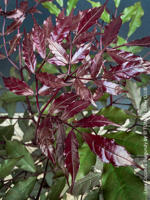 Leea Coccinea Burgundy, organically grown tropical plants for sale at TOMs FLOWer CLUB.