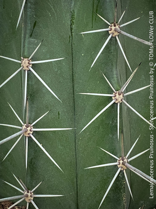 Lemaireocereus pruinosus, Kaktus, Cactus, organically grown succulent plants for sale at TOMs FLOWer CLUB.